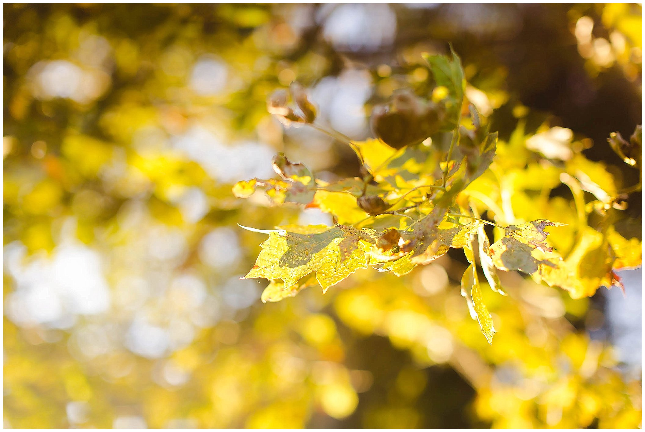 Beautiful fall photography, starbucks photography, golden hour fall day_0013.jpg