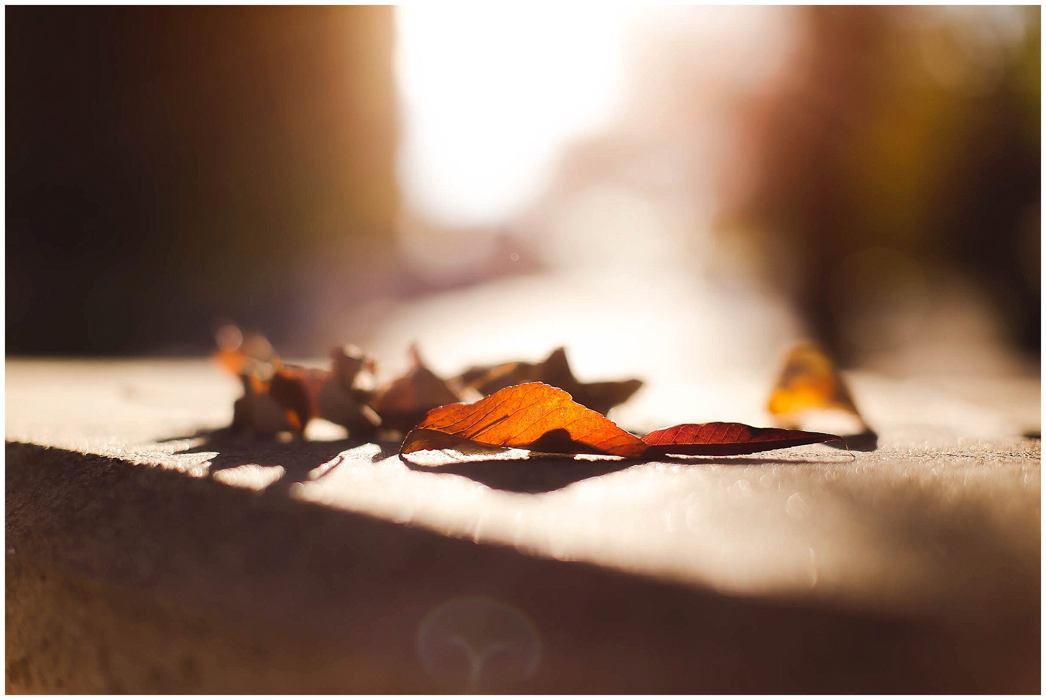 Beautiful fall photography, starbucks photography, golden hour fall day_0018.jpg