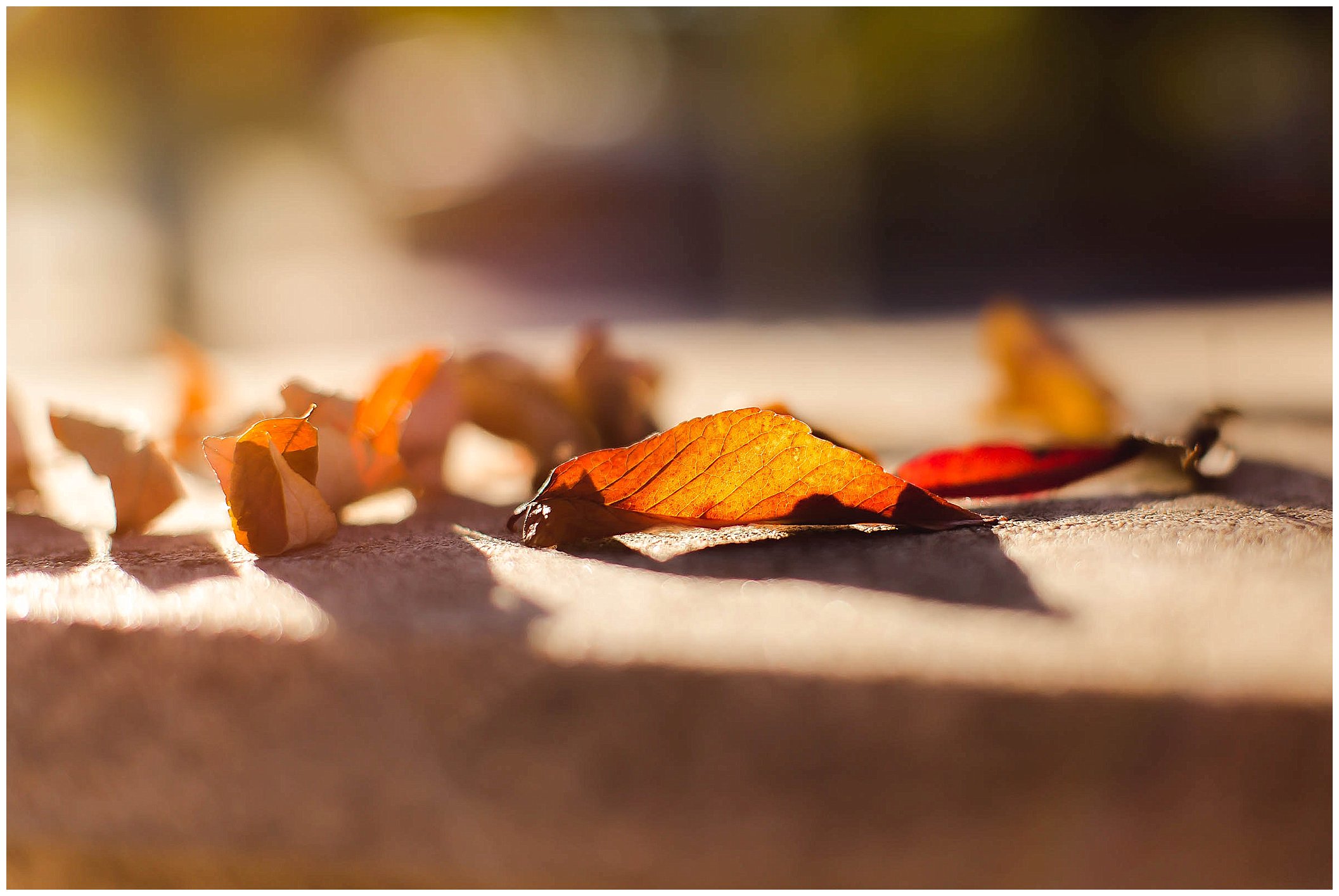 Beautiful fall photography, starbucks photography, golden hour fall day_0020.jpg