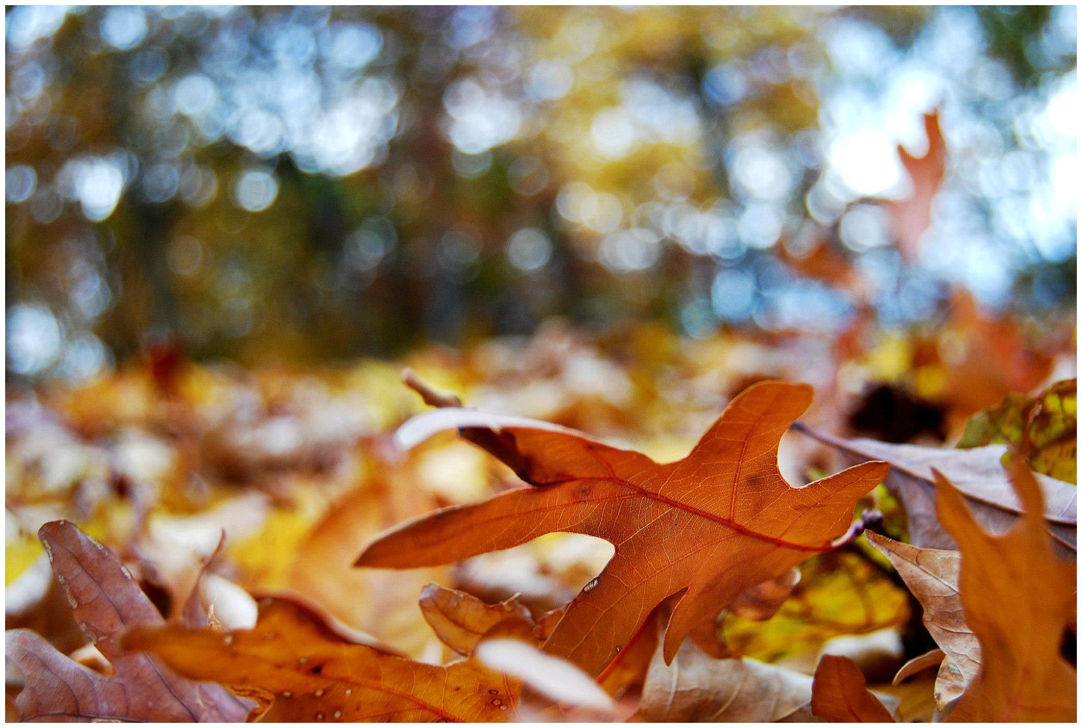 Beautiful fall photography, starbucks photography, golden hour fall day_0023.jpg