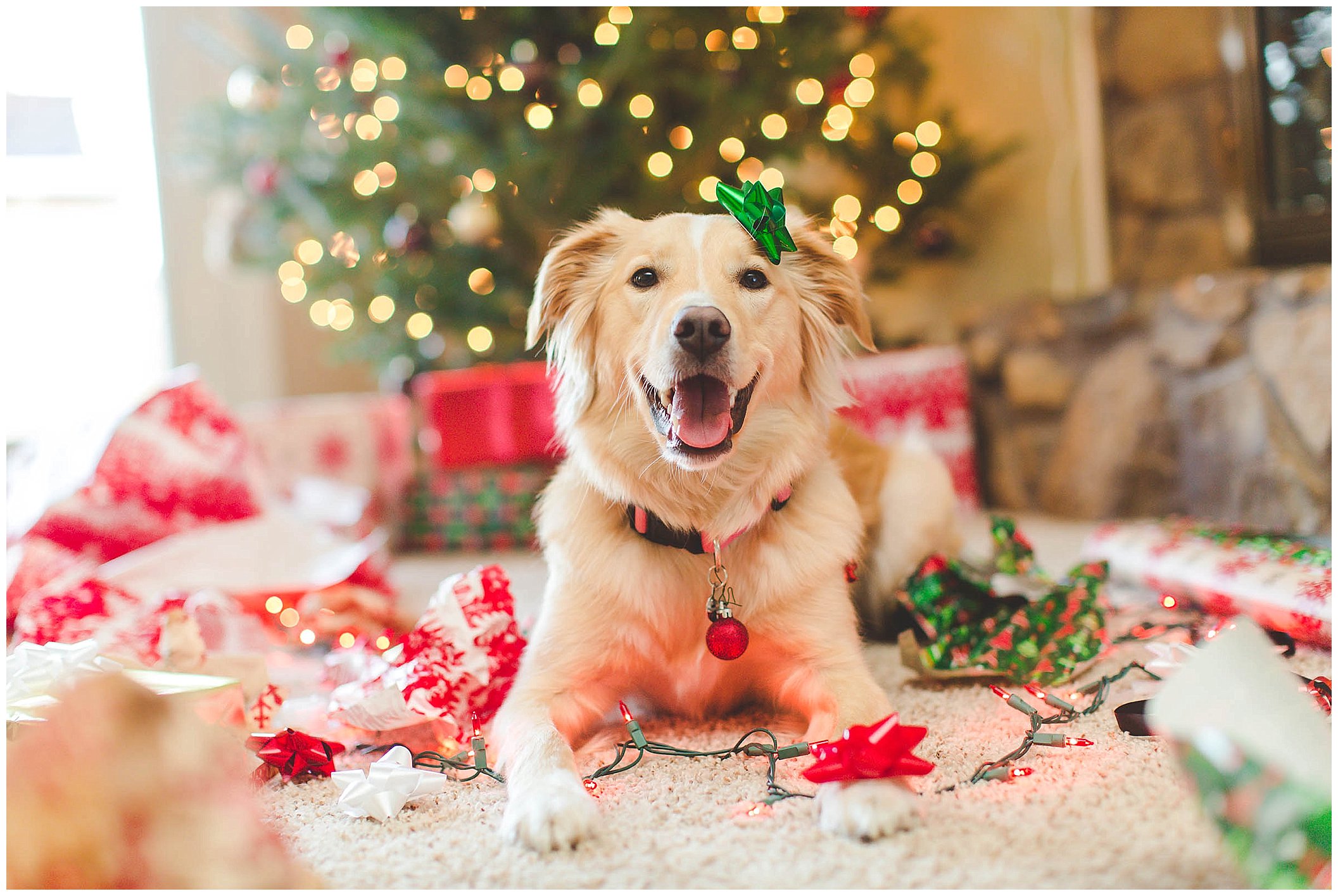 Adorable Puppy Christmas Photos, Wrapped up in lights Christmas photos_0005.jpg