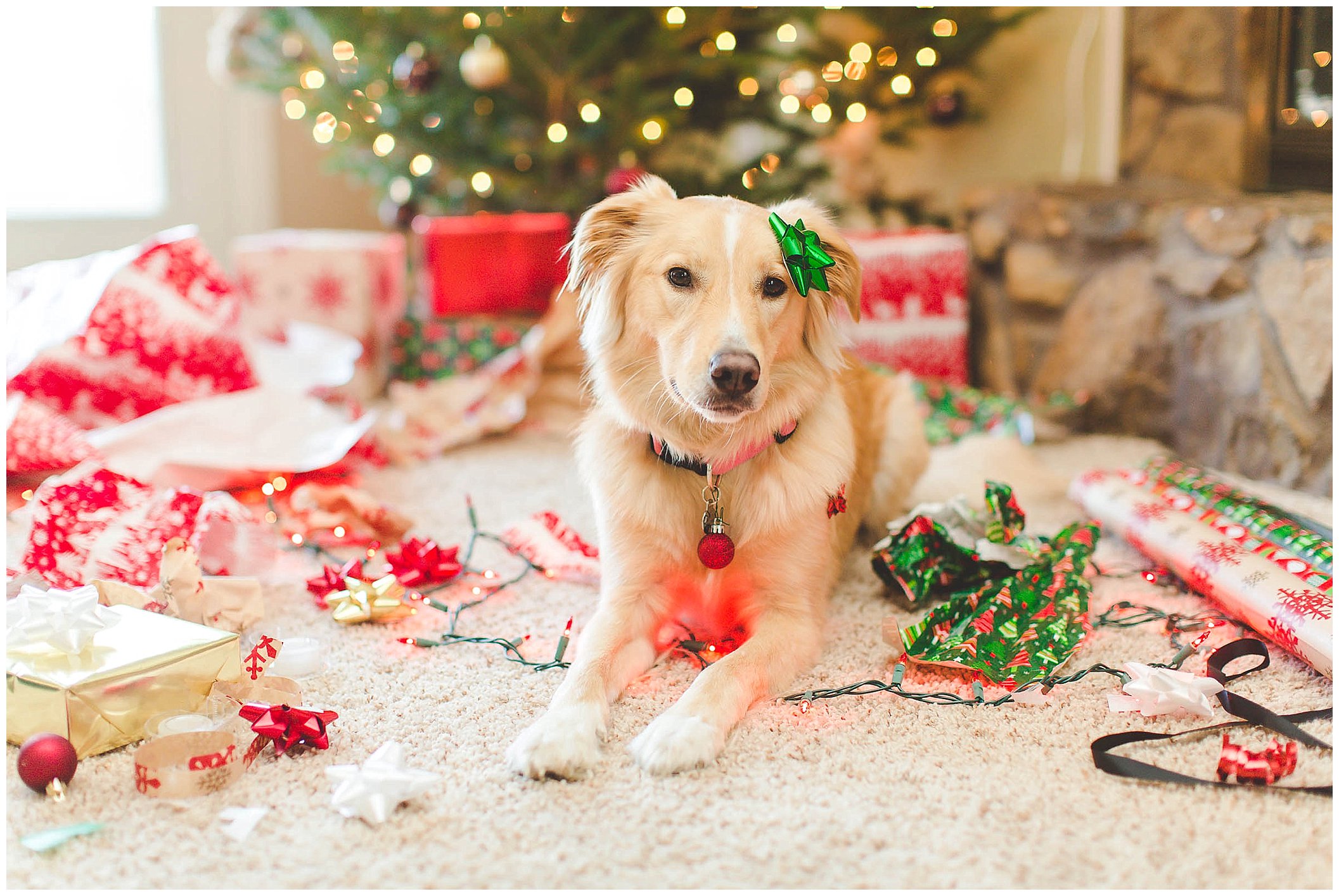 Adorable Puppy Christmas Photos, Wrapped up in lights Christmas photos_0007.jpg