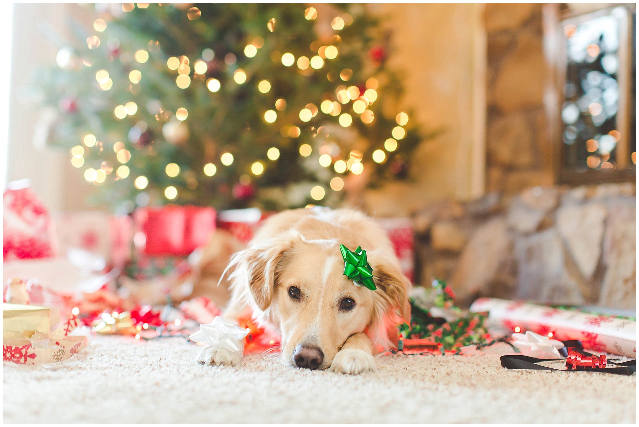 Adorable Puppy Christmas Photos, Wrapped up in lights Christmas photos_0008.jpg