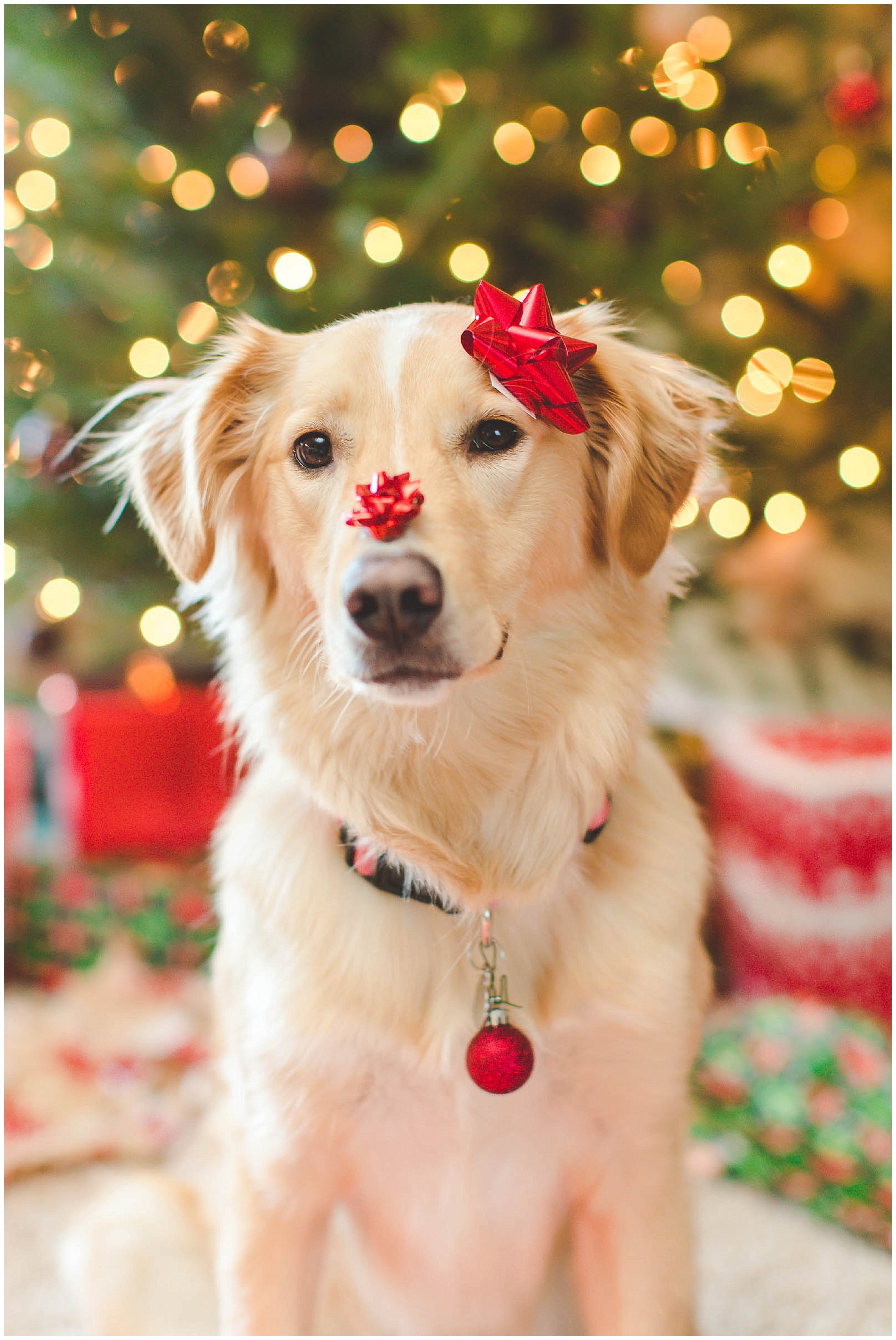 Adorable Puppy Christmas Photos, Wrapped up in lights Christmas photos_0012.jpg