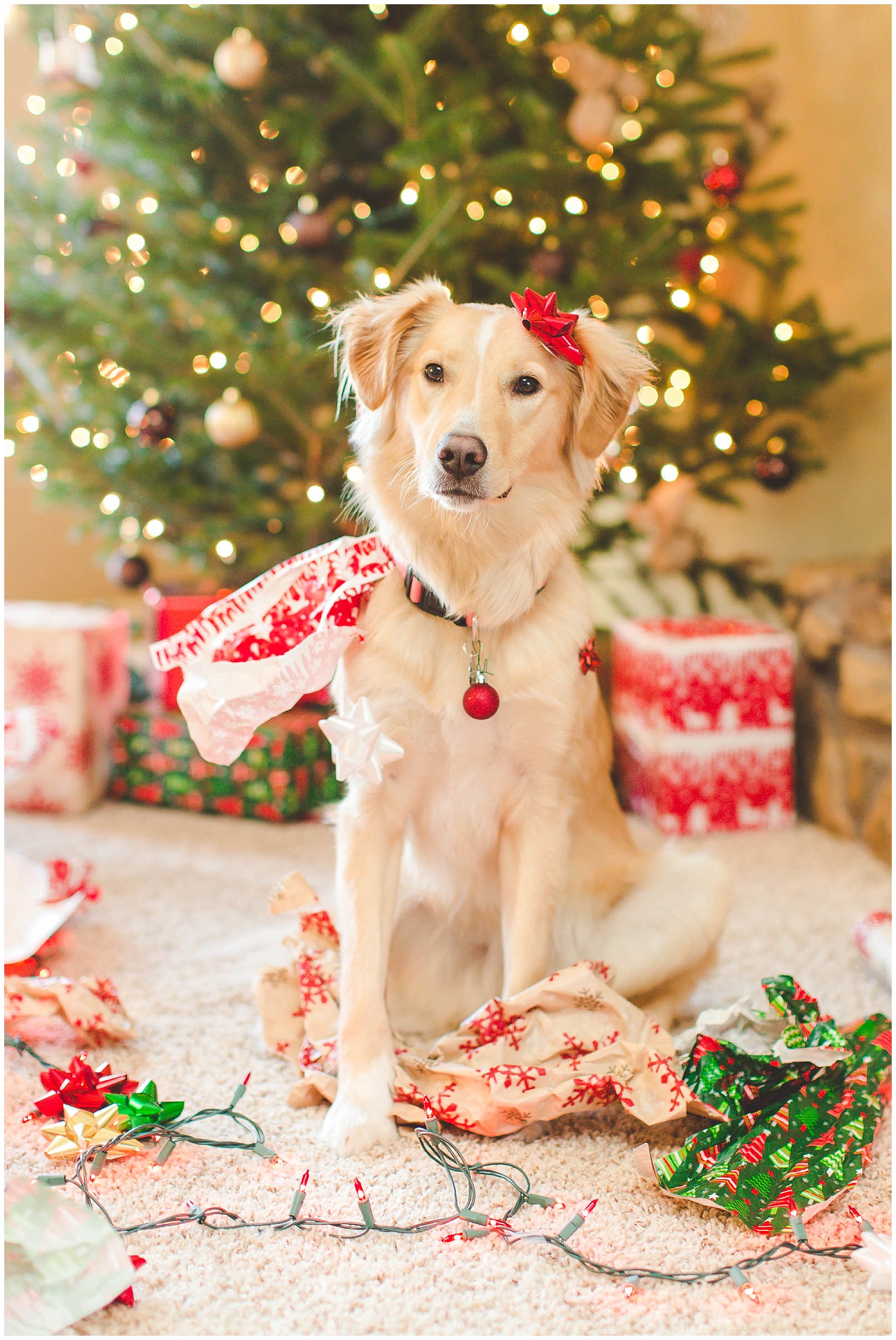 Adorable Puppy Christmas Photos, Wrapped up in lights Christmas photos_0014.jpg
